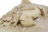 Fossil Crab (Potamon) Preserved in Travertine - Turkey #242888-1